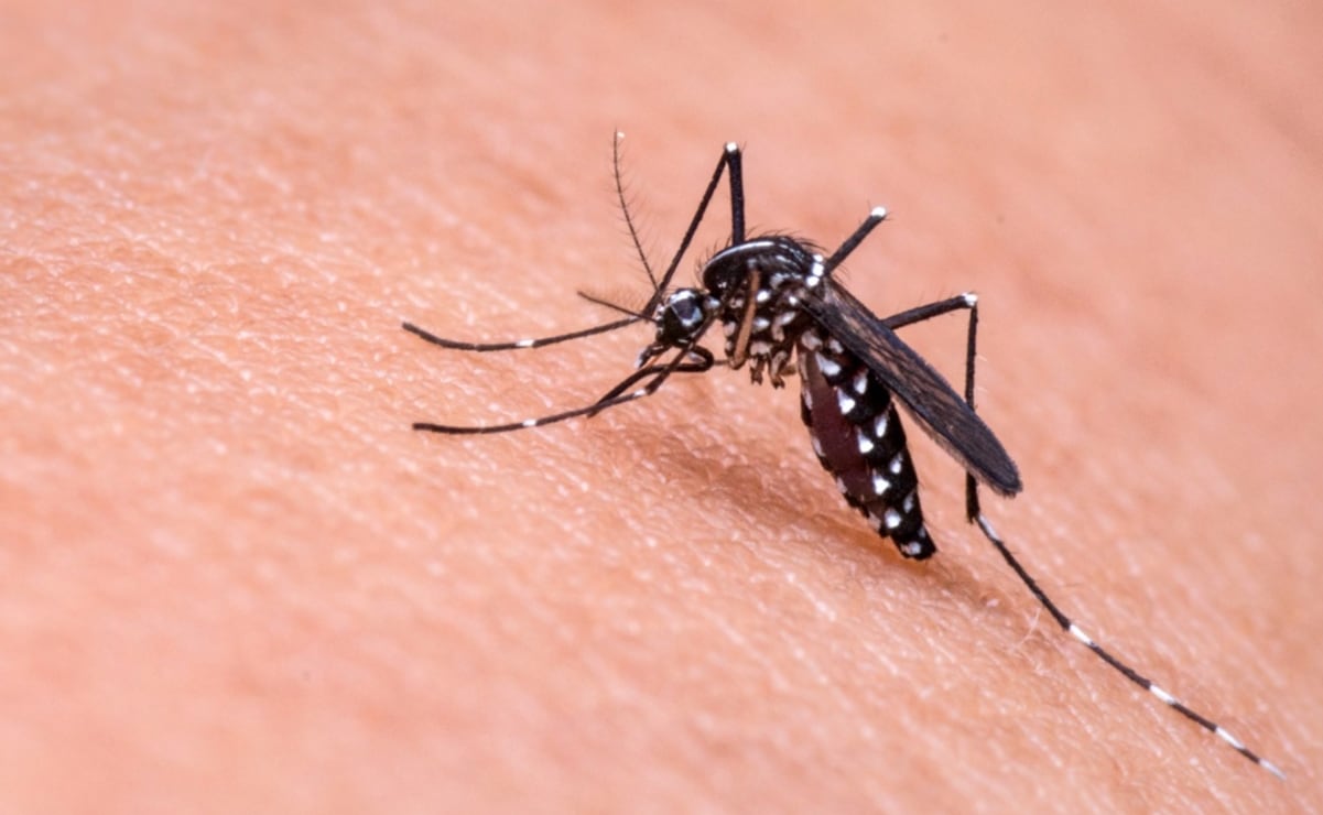 Día Mundial de la malaria: Suman 8 casos de la enfermedad en México durante 2026; estos son los síntomas