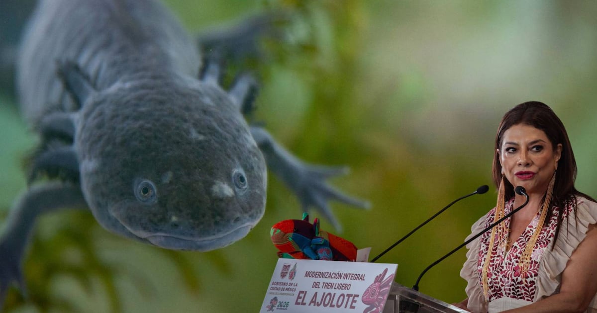 La lucha de científicos contra la extinción del ajolote en su hábitat natural: ‘La gente no tiene conciencia’