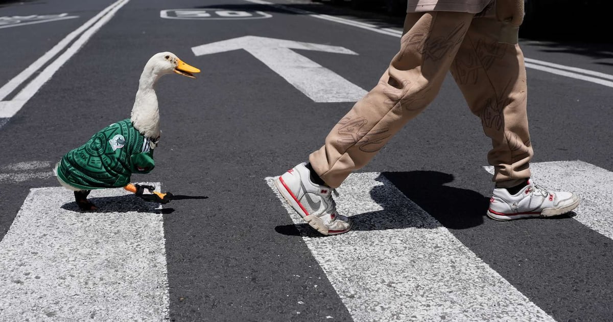 ‘Es mi bebé, mi heredero y ahora un ídolo’: La historia del pato mundialista que también vende aguas